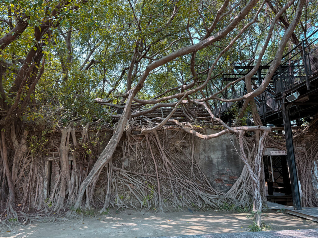 Banyan tree roots overtaking abandoned Japanese-era warehouse at Anping Tree House