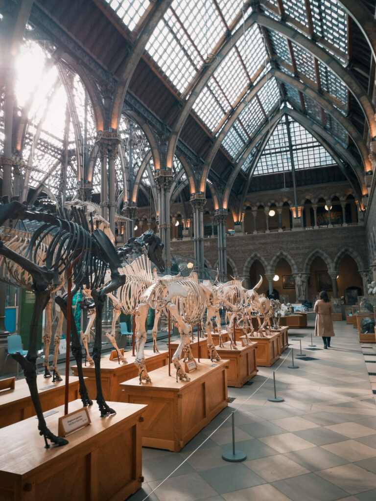 Oxford University Museum of Natural History